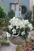 Christmas rose with fir branches in a hanging basket, decorated with a sleigh and antlers