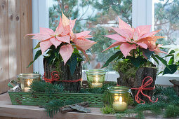 Poinsettia 'Christmas Beauty Cinnamon' Christmas decoration with bark and fir branches
