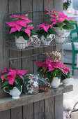 Poinsettias 'Princettia Dark Pink' in nostalgic cups and jugs