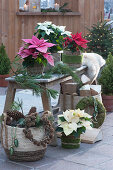 Poinsettias with branches of pine and fir on bench in conservatory