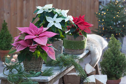 Poinsettias with branches of pine and fir on a bench in the conservatory