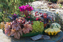 Tablett mit Herbstzauber: Purpurglöckchen 'Champagne' 'Silver Gumdrop', Fetthenne 'Tokyo Sun', Alpenveilchen und Zierkohl