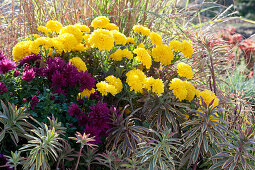 Autumn bed with chrysanthemums 'Goldmarianne' 'Tiplo' and milkweed 'Ascot Rainbow'
