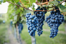 Red grapes on the vine