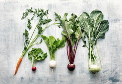 Frisches Wurzelgemüse mit Blättern (Karotte, Radieschen, Mairüben, Rote Bete, Kohlrabi)