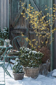 Winter terrace with flowering witch hazel, pine, white spruce, and sedge in baskets
