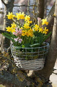 Spring basket with daffodils, primroses, and hyacinths