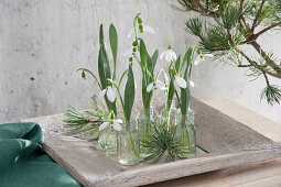 Snowdrop blossoms in small bottles on a wooden bowl in the conservatory