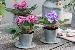 African violets in zinc cups