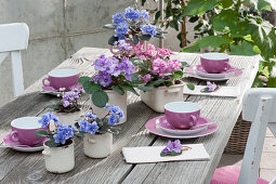 Usambara violets in enamelled pots as table decoration