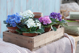 Wooden box with African violets