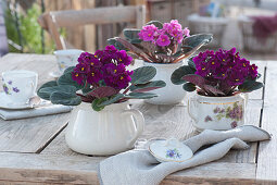 African violets in porcelain jars as table decoration