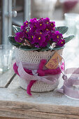 Usambara violets as a gift in a crochet pot