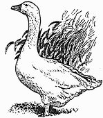 Goose (Illustration)