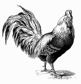Rooster (Illustration)