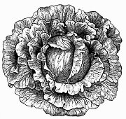 Gabbage (Illustration)