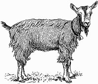 Goat (Illustration)