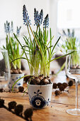 Grape hyacinths in blue-and-white pot of wooden table