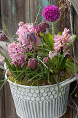 Pot with hyacinths, checkerboard flowers, globe primroses and grape hyacinths