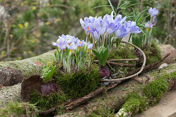 Crocuses 'Blue Pearl' 'Lilac Beauty' in moss on bark, hyacinths floating in between