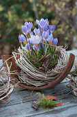 Crocuses in moss and grass on potsherd of clay pot