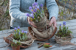 Krokusse in Moos und Gras