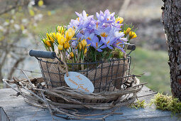 Basket with crocuses in a wreath of clematis vines as a gift