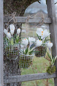 Crocuses in small wire baskets on a wooden ladder in the garden