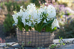 Wire basket with hyacinths 'White Pearl