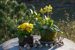 Cowslip in moss and primrose in a basket, decorated with Easter eggs