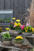 Arrangement auf Blumentreppe: Schalen und Körbe mit Primeln, Schlüsselblume, Goldlack 'Winter Orchid', Hornveilchen und Hyazinthen, Kranz aus Lärchenzapfen