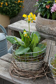 Cowslip with moss in basket