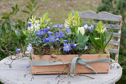 Wooden box with ray anemones, hyacinths, crocuses, snowdrops and tulips