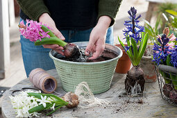 Bouquet of hyacinths with bulbs: Woman washes the soil out of the roots of the hyacinths