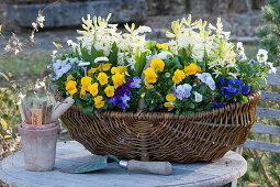 Willow basket with horned violets, hyacinths, and Tausendschon Roses on the patio table