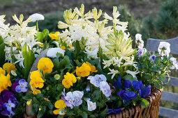 Wicker basket with horned violets, hyacinths, and Tausendschon Roses