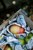 Frisch geerntete Äpfel in Zeitungspapier gewickelt in Holzkiste