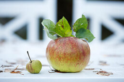 Großer Apfel mit Blättern daneben Miniapfel
