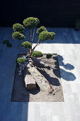 View down onto cloud-pruned bonsai in courtyard