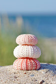 Sea urchin shells in the sand