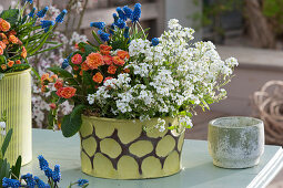 Metal planter filled with blooming primrose Belarina 'Sweet Apricot', rockcress 'Alabaster' and grape hyacinths