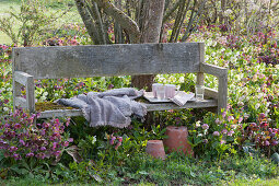 Wooden bench on the bed with Lenten roses, blanket, tray with mugs and glasses