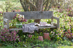 Wooden bench on the bed of lenten roses, with a bouquet of spring roses, blanket, tray with mugs and glasses