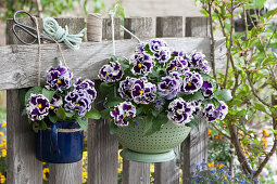 Stiefmütterchen Ruffles 'Purple White Rim' in Küchensieb und Milchtopf an Zaun gehängt