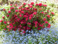 Japanese azalea 'Hino Crimson' next to forget-me-not 'Myomark'