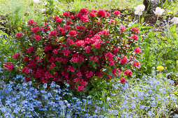 Japanese azalea 'Hino Crimson' next to forget-me-not 'Myomark'