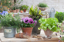 Pot arrangement with thyme, pansy, bloody dock, and lettuce