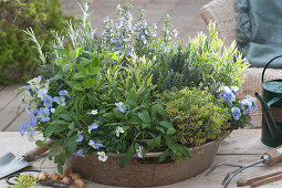 Zinc tray as a herb garden: sage, lavender 'Platinum Blonde', lemon thyme 'Golden King', horned violet, thyme, rosemary and honeydew melon sage