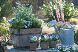 Eucalyptus, oregano, thyme, rosemary and horned violets in wooden tubs and small wooden pots