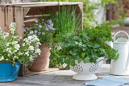 Flat-leaf and curly leaf parsley in a kitchen colander, flowering savory, and chives in terracotta pots, rockcress in a blue enamel pitcher